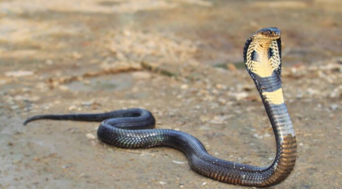 Guarda una coraggiosa mamma gallina che protegge senza paura i suoi piccoli dal re cobra
