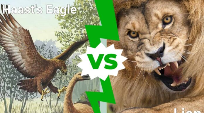 Battaglie epiche: l'aquila più grande di sempre contro un leone
