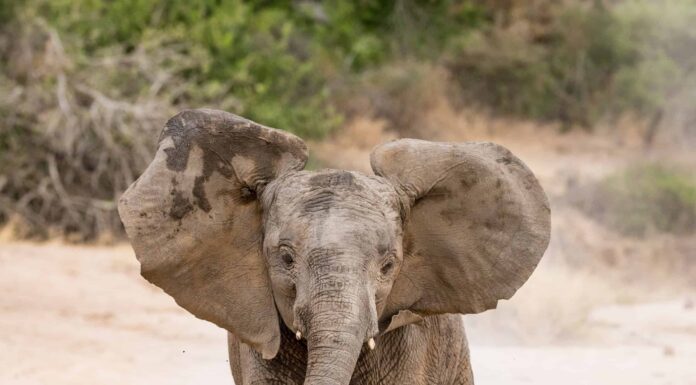 Perché gli elefanti tengono la coda quando camminano?
