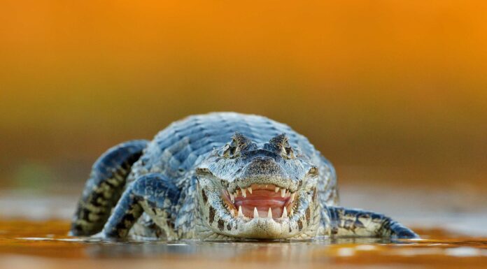 Scopri 12 animali moderni che sembrano dinosauri! Scopri 12 animali moderni che sembrano dinosauri!