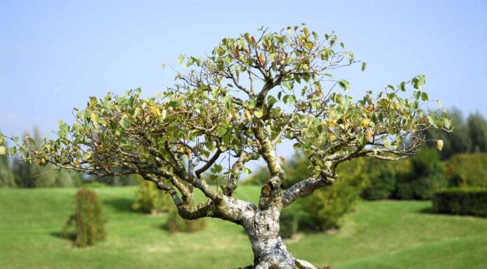 best outdoor bonsai trees