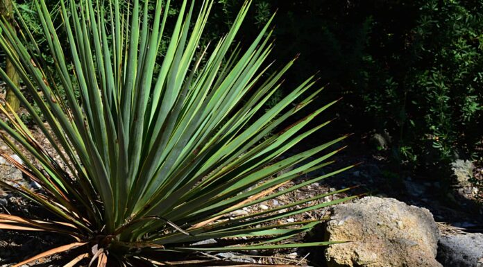 Pianta di mais contro Yucca
