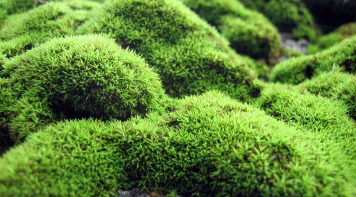 Scotch Moss contro Irish Moss 
