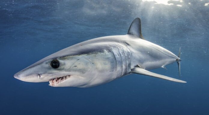 Guarda un gigantesco squalo che salta su una barca con un pescatore e si dimena violentemente
