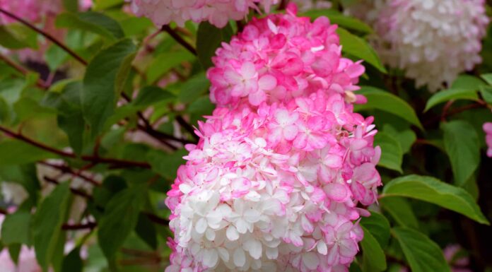 Zinfin Doll Ortensia contro Vaniglia Fragola
