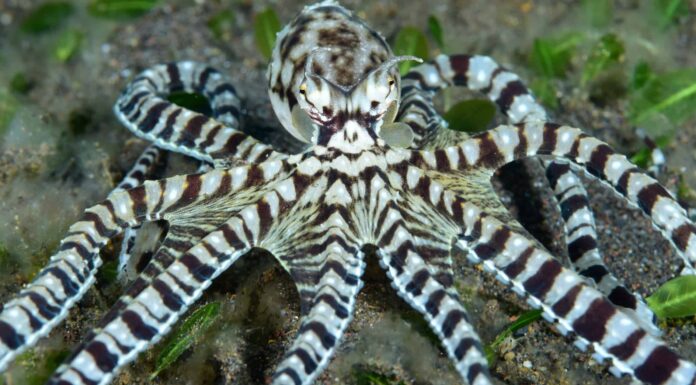 5 animali che possono mutare forma per ingannare prede e predatori
