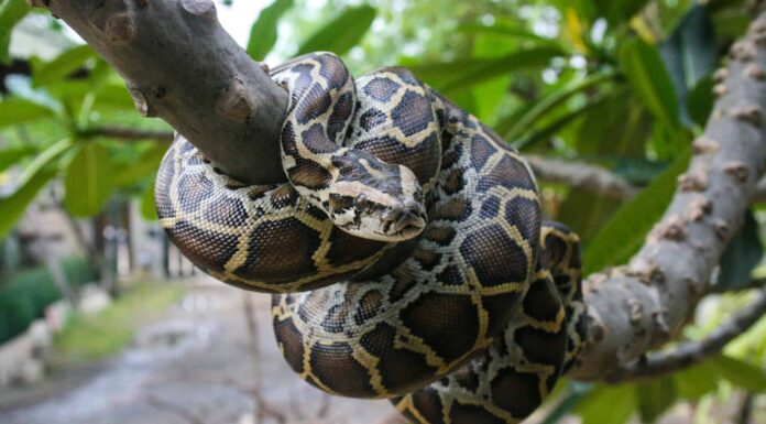 Guarda una vita reale Tarzan afferra un pitone per la faccia a mani nude
