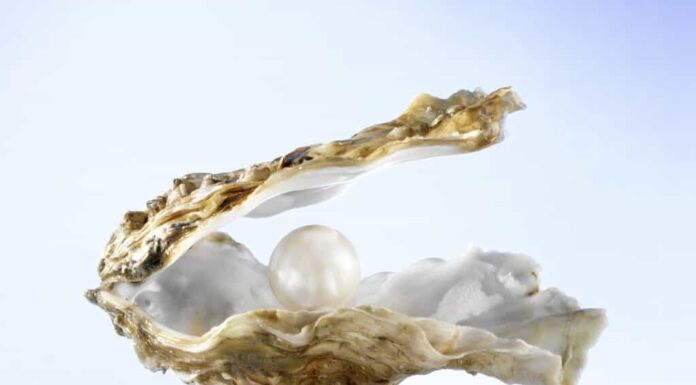 I cani possono mangiare le ostriche
