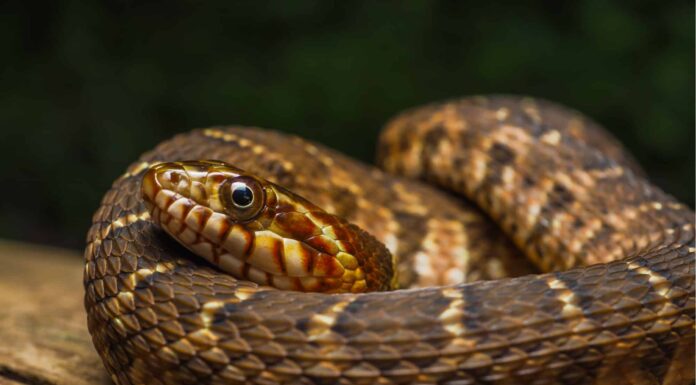 Serpente d’acqua dal ventre giallo contro Cottonmouth 4 serpenti d'acqua nella Carolina del Nord