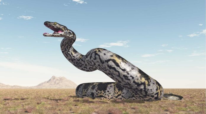 Dimensioni del Titanoboa: quanto era grande il Titanoboa? 5 serpenti preistorici (uno aveva le dimensioni di uno scuolabus!)