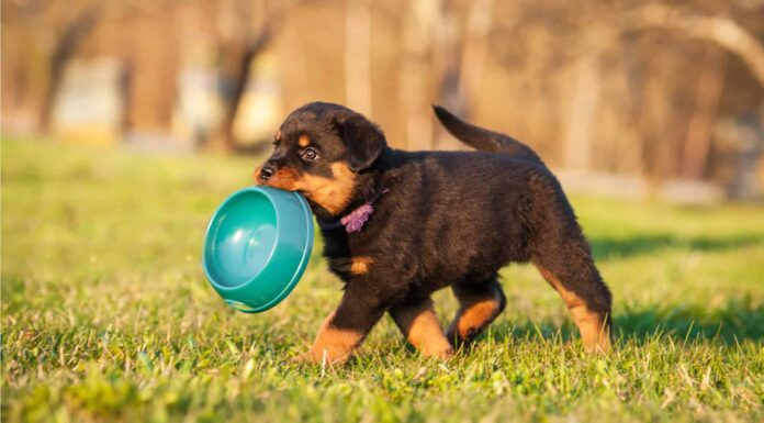 6 adorabili cuccioli a San Antonio da adottare per Natale
