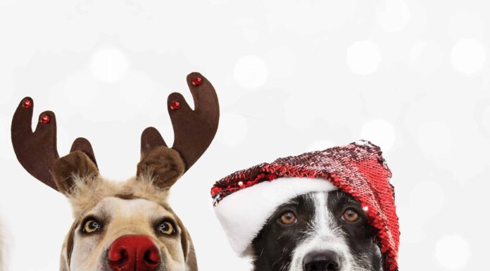 7 adorabili cuccioli di Charlotte da adottare per Natale
