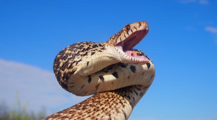 8 serpenti che sembrano serpenti a sonagli (ma non lo sono) 8 serpenti che sembrano serpenti a sonagli (ma non lo sono)