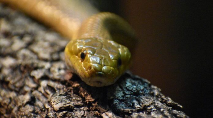 8 serpenti più veloci del mondo
