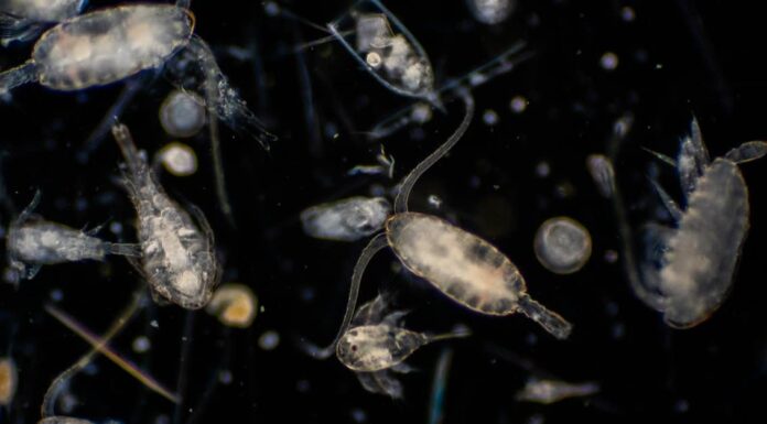 What Do Plankton Eat - Microscopic View
