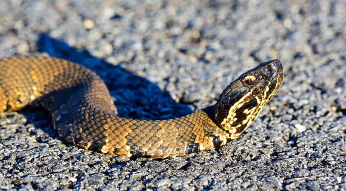 Cottonmouth nella Carolina del Nord: dove vivono e quanto spesso mordono 
