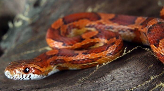 Durata della vita del serpente di mais: quanto tempo vivono i serpenti di mais?
