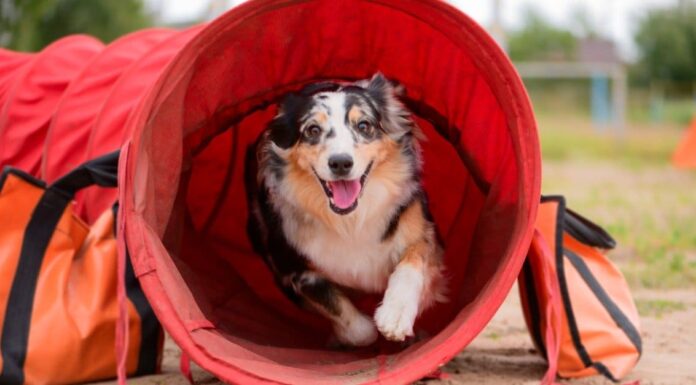 Gli 8 migliori parchi per cani a Orlando
