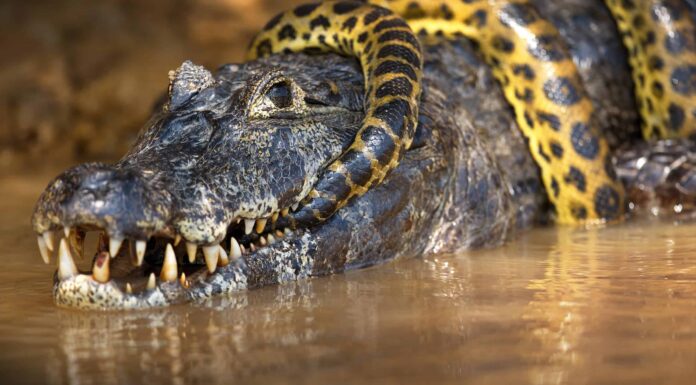 Guarda un alligatore combattere un pitone in un'epica battaglia sottomarina
