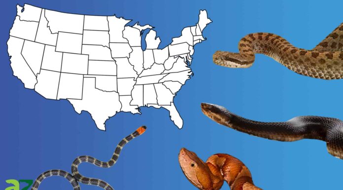 I 4 tipi principali di serpenti velenosi negli Stati Uniti I 4 tipi principali di serpenti velenosi negli Stati Uniti