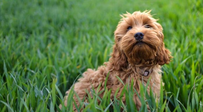 I Cockapoos perdono il pelo?
