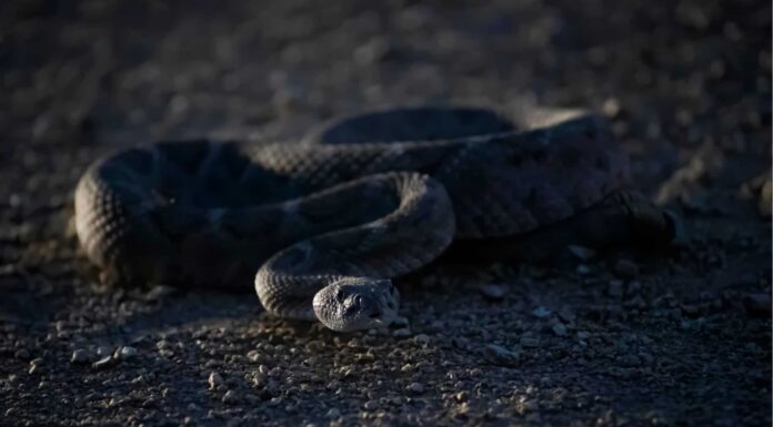 I serpenti a sonagli escono di notte? (Come evitare!) I serpenti a sonagli escono di notte? (Come evitare!)