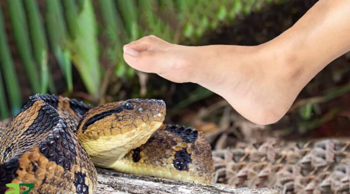 Incontra il serpente più mortale delle Americhe Incontra il serpente più mortale delle Americhe