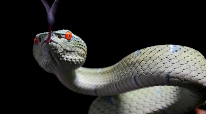 golden lancehead vs fer-de-lance