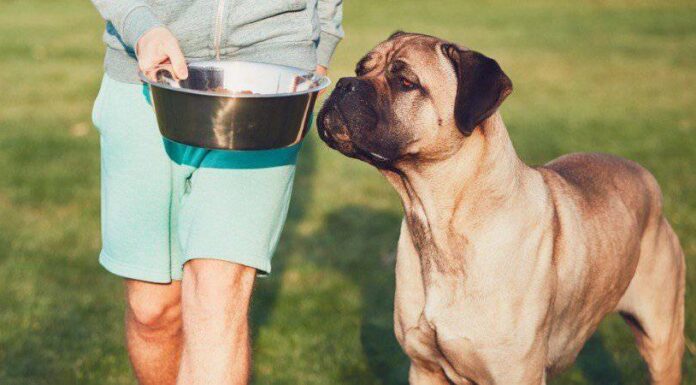 Nuovo studio: il tuo cane è pessimista?
