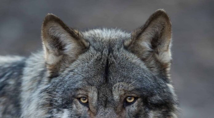 Quest'uomo ha un incontro spiacevolmente ravvicinato con un lupo nero dall'aspetto terrificante
