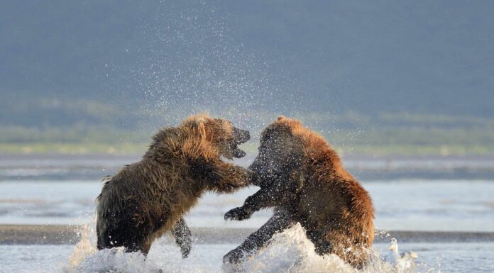 Scoppia una rissa epica tra due orsi che si contendono la carcassa di una balena
