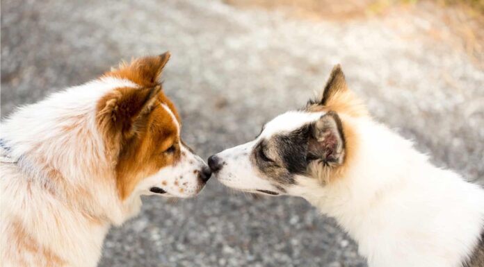 Stagione degli amori dei cani: quando si riproducono?
