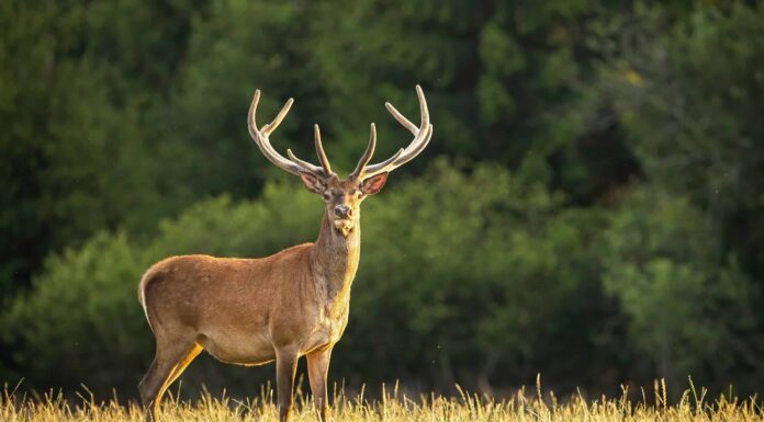 Stagione dei cervi nella Carolina del Sud: tutto ciò che devi sapere per essere preparato
