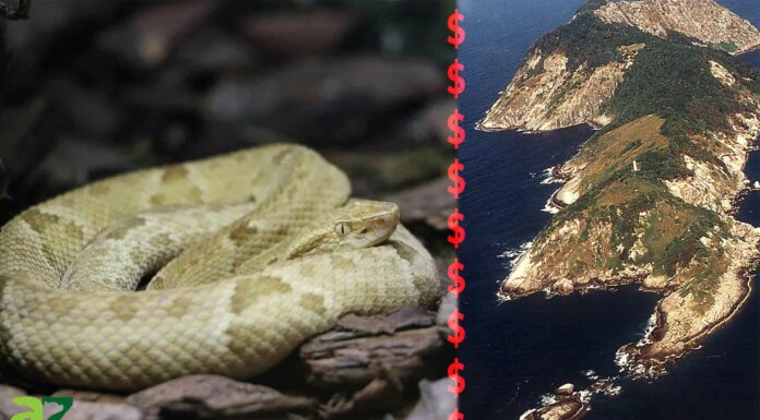 The $ 30.000 Snake: perché i pirati moderni rischiano la morte per intrufolarsi su "Snake Island"
