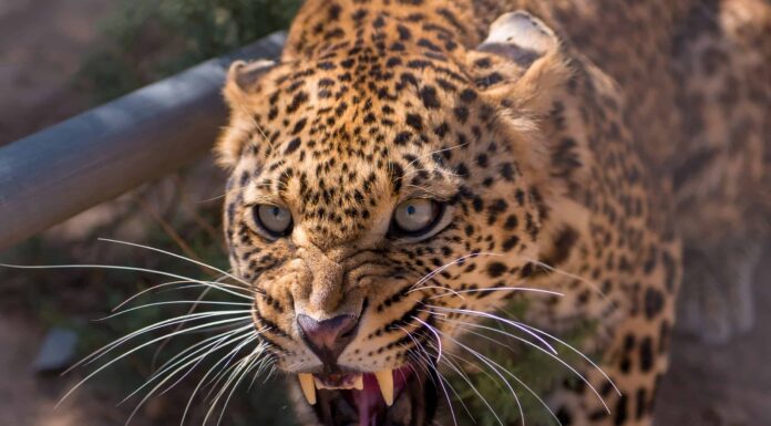 Un leopardo e una iena litigano a cena, poi arrivano i rinforzi

