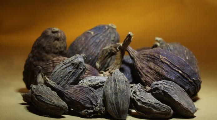 Cardamomo nero contro cardamomo verde
