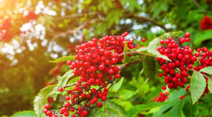 Sambuco rosso contro sambuco nero
