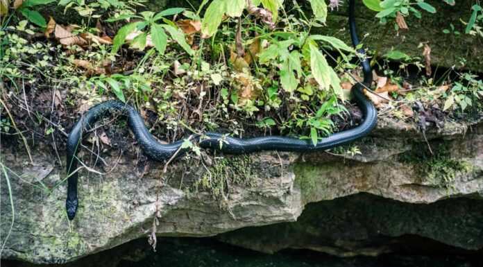 6 serpenti neri nel Rhode Island
