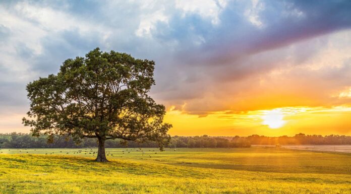 Incontra i più grandi proprietari terrieri del Mississippi
