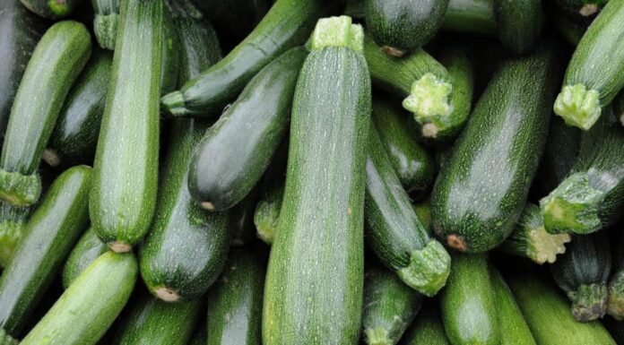 7 motivi per cui le zucchine sono sicure da mangiare per i cani
