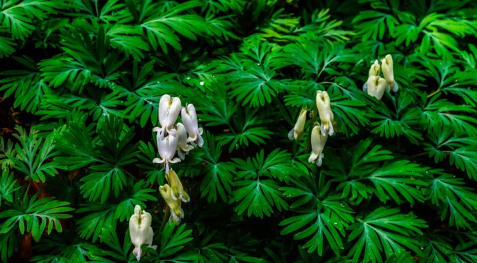 Mais di scoiattolo contro calzoni dell'olandese
