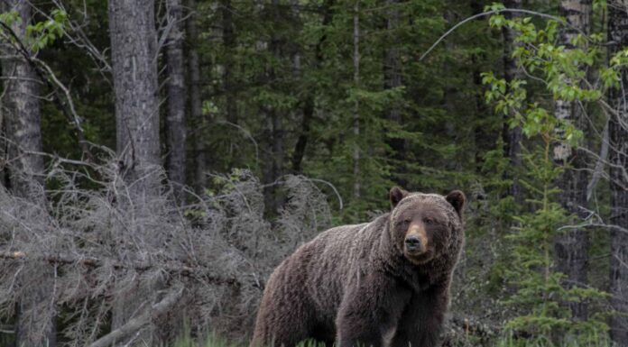 Il più vecchio orso grizzly contro il più vecchio orso polare
