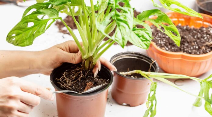 Repot a Monstera