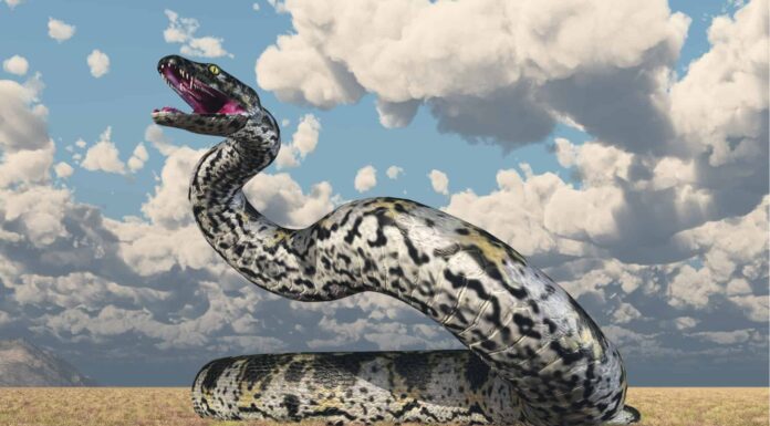 Battaglie epiche: il serpente più grande di sempre contro un orso grizzly
