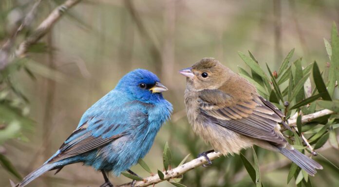 Cosa mangiano gli zigoli indaco?
