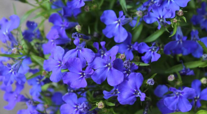 10 migliori fiori annuali per i giardini della Florida
