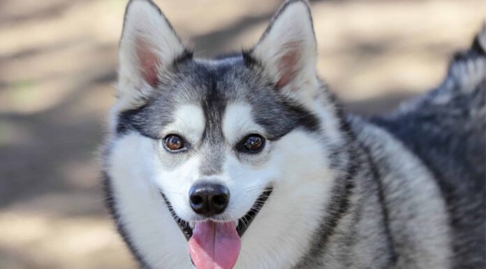 Husky in miniatura contro Klee Kai
