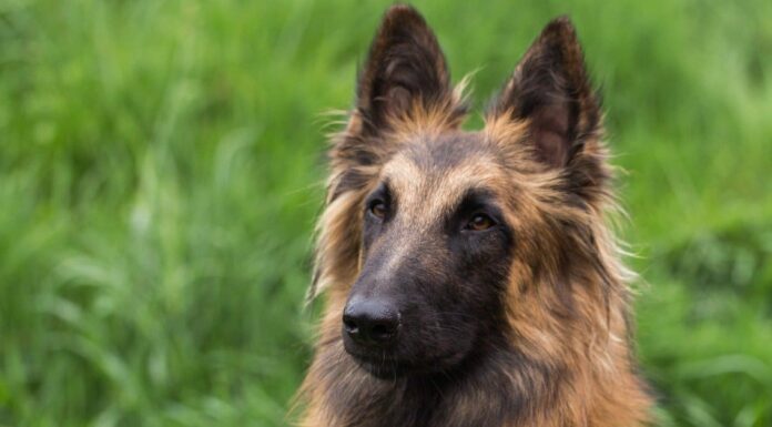 Tervuren belga vs Malinois belga: 5 differenze chiave
