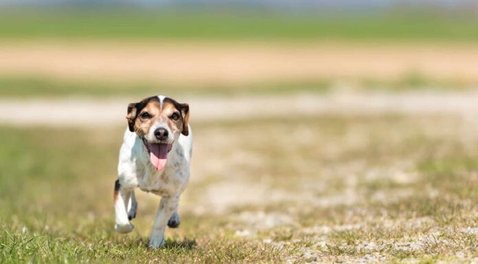 Le 12 migliori razze di cani che uccidono i serpenti
