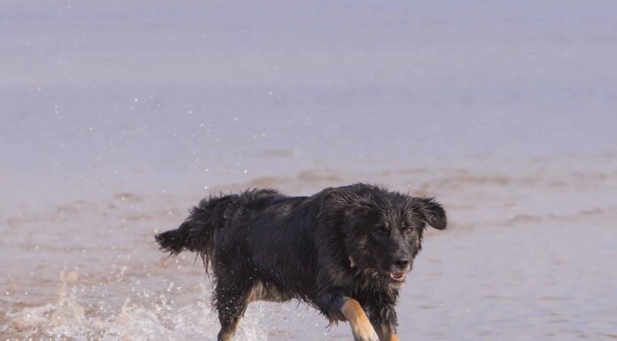 Miscela di Golden Retriever
